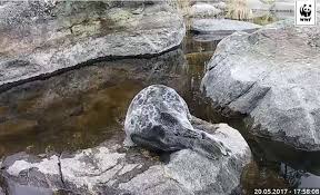 Iso muutos rakastetussa Norppalivessä – Tästä syystä Pullervo on poissa