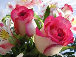 Image result for images of rose hd