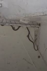 Snakes on a Plane! Reptile Delays Flight After Sneaking into ...