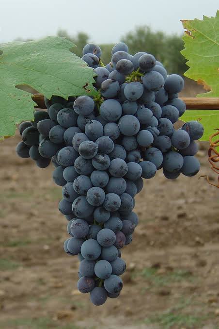 Grape variety and grafted vine plant Graciano: all the secrets - Vivai  Rauscedo