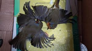 scotland glue trap ban