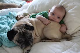 Image result for pugs