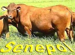 Resultado de imagen para vacas caroras puras
