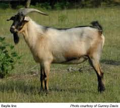 Image result for GOAT