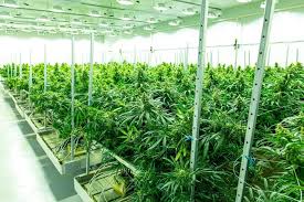 Federal Marijuana Reclassification Means Tax Relief for Arkansas Cannabis