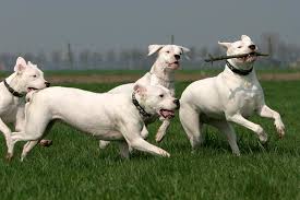 Resultado de imagem para dogue argentino