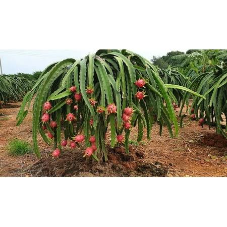 50 Count Dragon Fruit Tree Plant Seeds
