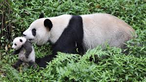 external image images?q=tbn:ANd9GcRNZx6_LieZNqHwZZ0WS8mq1YICSukLnUWtPUkKiWkkvfkAysCOjA