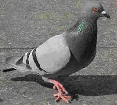 Image result for pigeons
