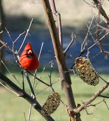 Image result for feeding the birds with treats on trees