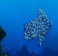 Image result for moonfish