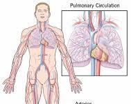 Image of Circulatory system