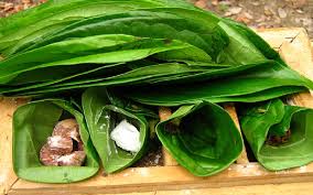 Image result for daun sirih