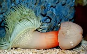 Image result for weirdest animals