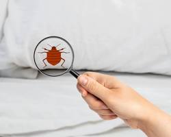 Bed Bug Pest Control