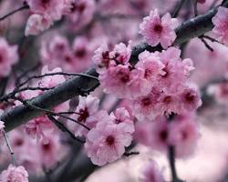 Image de Fleurs de cerisier japonais