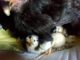 Hasil gambar untuk ayam birma hari ini