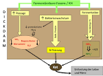 Niereninsuffizienz therapie