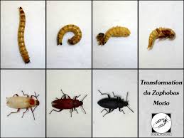 Résultat de recherche d'images pour "vers de farine"