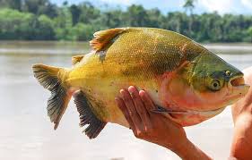 Após queda de 43% da população, um dos peixes mais consumidos do Brasil entra em lista de extinção e pode ter a pesca proibida até outubro