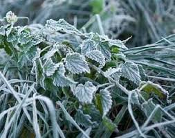 погода николаев