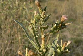 Image result for Pechuel-Loeschea