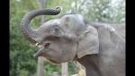  St. Louis Zoo elephant Kenzi dies
