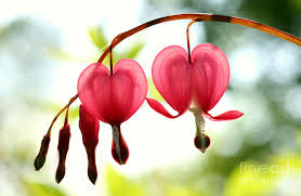 Image result for Bleeding hearts