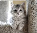 Siberian cat