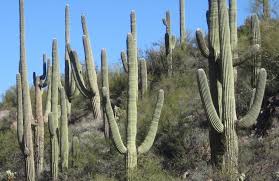 Image result for saguaro cactus