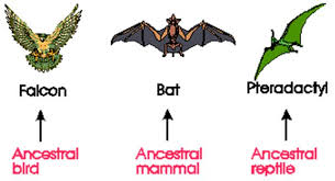 Image result for organisms and their environment