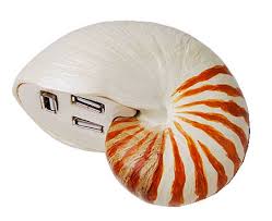 Image result for seashell speaker