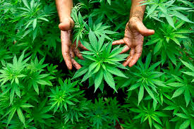 Resultado de imagen de Legalization