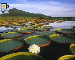 پانتانال -  سفر به برزیل