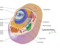 Lysosome in a cell