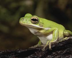 Image of American Green Tree Frog