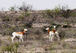 Résultat de recherche d'images pour "dama gazelles"
