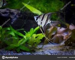 Gambar ikan Angelfish Pterophyllum air tawar