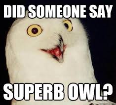 Image result for superb owl meme