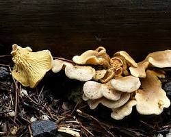イチョウタケの画像