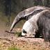 Anteater