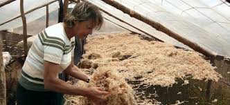 Image result for chilean sphagnum moss