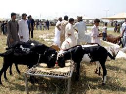 Image result for bakra eid 2015 pakistan