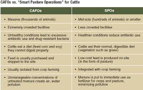 Image result for cafo