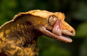 Attēlu rezultāti vaicājumam &ldquo;crested gecko&rdquo;