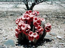 Hasil gambar untuk Hoodia Gordonii