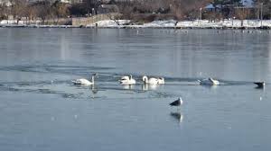 Pompierii au intervenit pentru eliberarea unor lebede prinse în gheață pe lacul Tăbăcărie