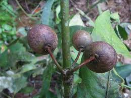 Image result for Garcinia smeathmannii