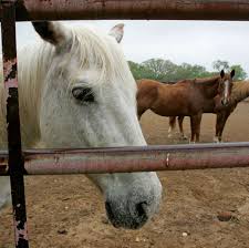 Rock River Valley Insider: Horse riding for recreation or ...