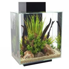 Image result for betta fish tank